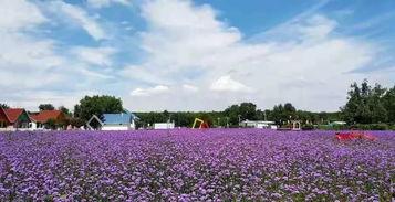 太原花海爆料最新消息,春意盎然，花海盛宴即将开启